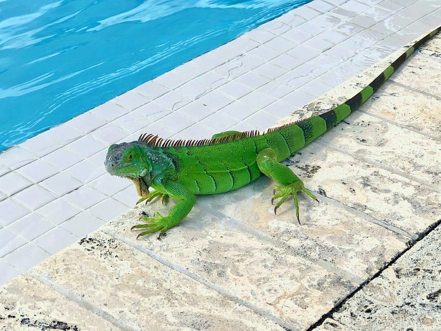 A very green iguana with large spikes down its spine on paved stones beside a pool.