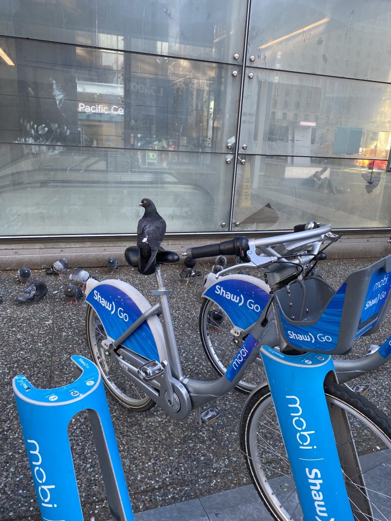 Rent-a-Bicycles on the street with a pigeon sitting on the handlebar.