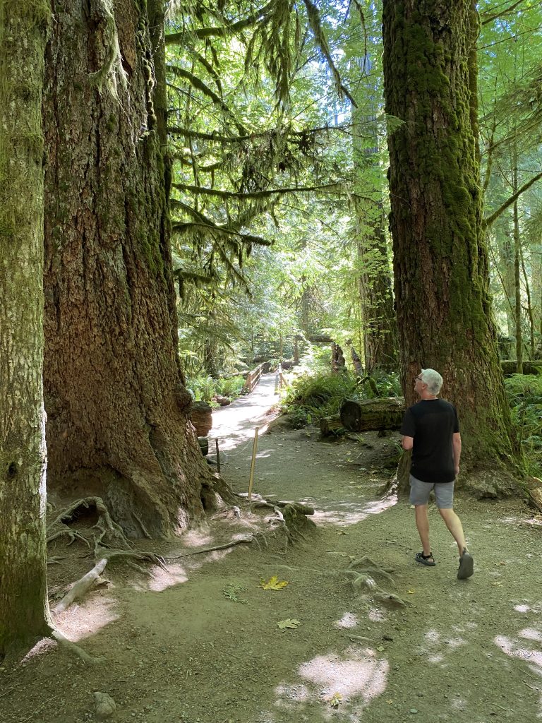 Man walking beside massive tree.