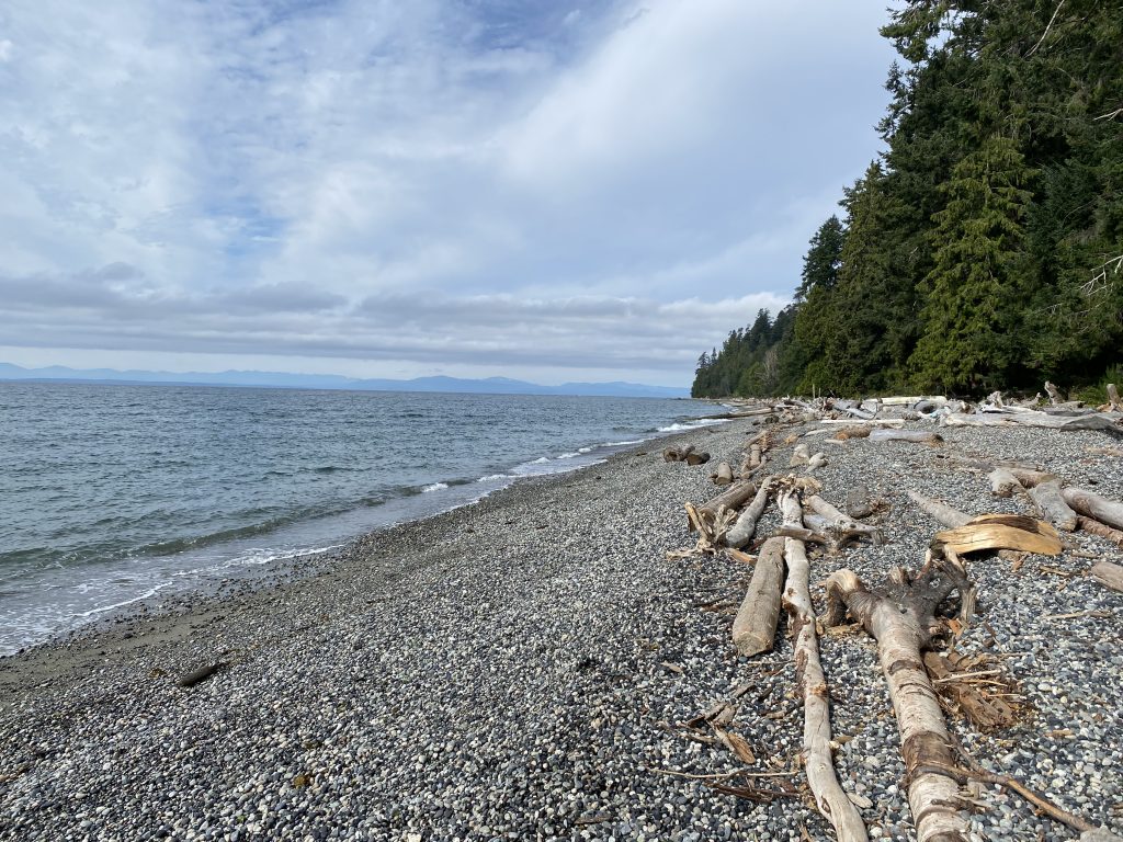 A stony beach with driftwood.