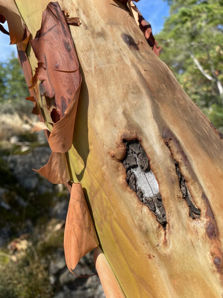Arbutus tree peeling
