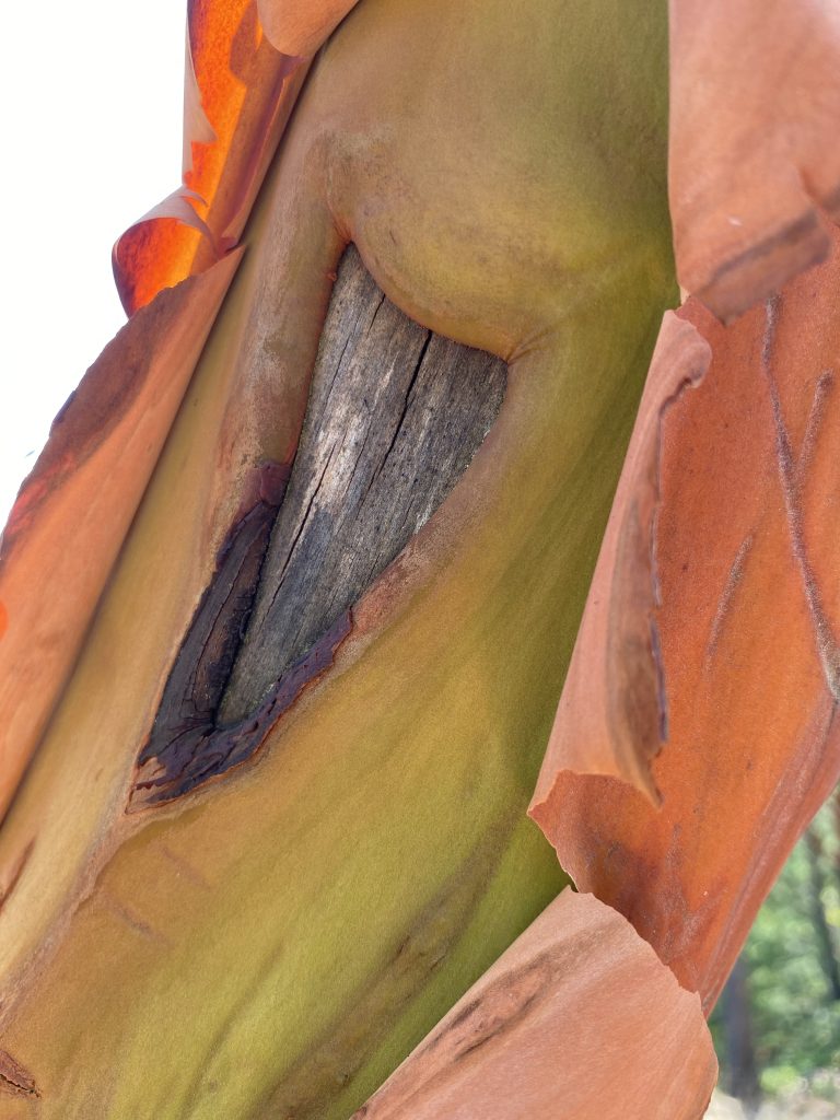 Arbutus tree peeling back layers.