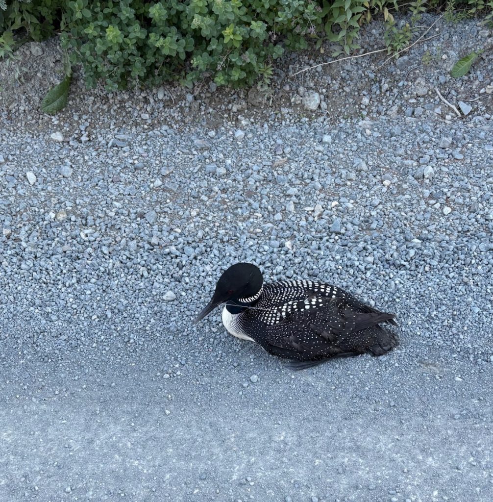 Loon on side of road.