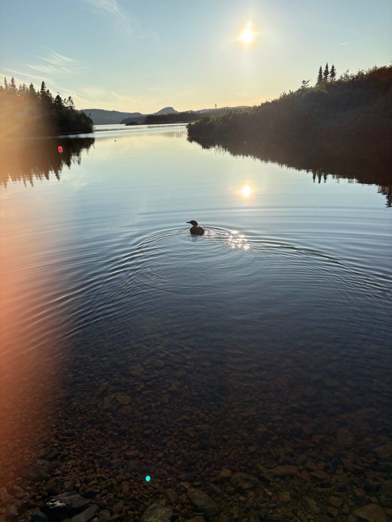 Loon on lake at dusk.