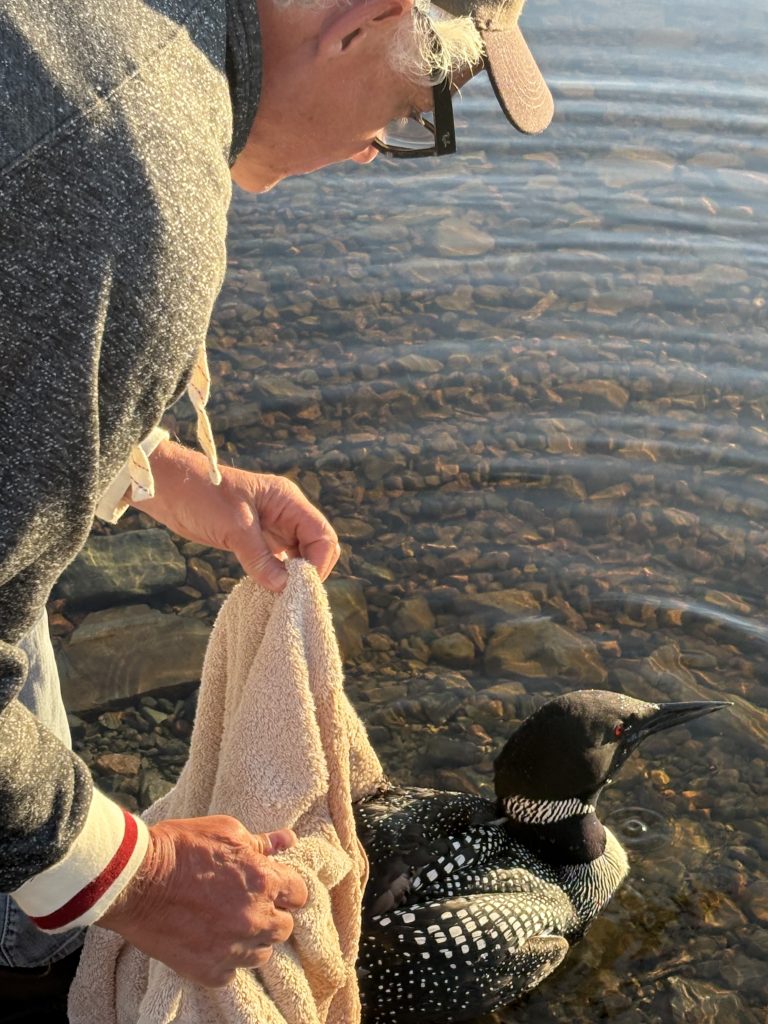Man putting loon back into lake