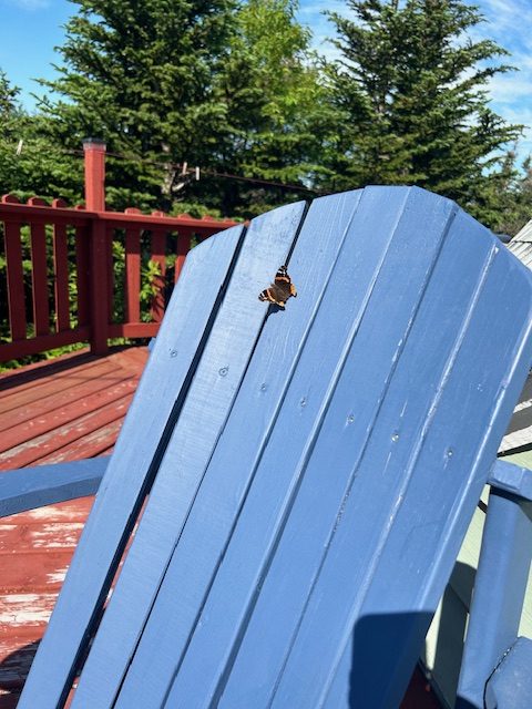 butterfly on blue adirondack chair