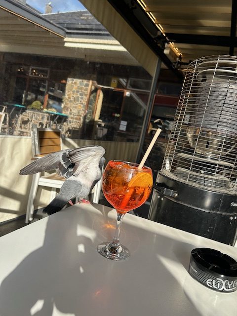bright orange drink and pigeon