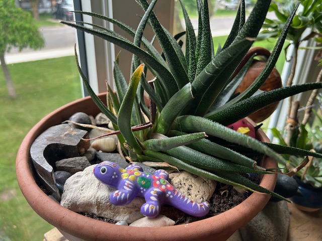 Spiky houseplant with its pot filled with stones and funky items