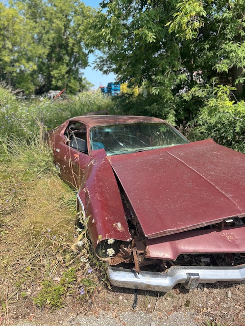 rusting car amongst tall grasses