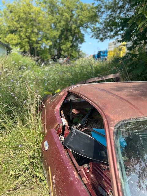 A rusting car amongst tall grasses