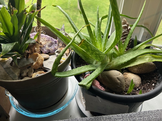 Two plants with their pots filled with stones